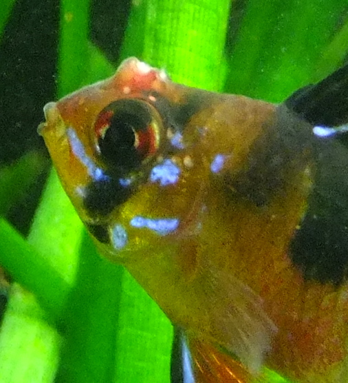 Beule kopf weisse fisch am Knubbel am