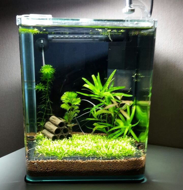 Aquarium Bodendecker Löst Sich Auf