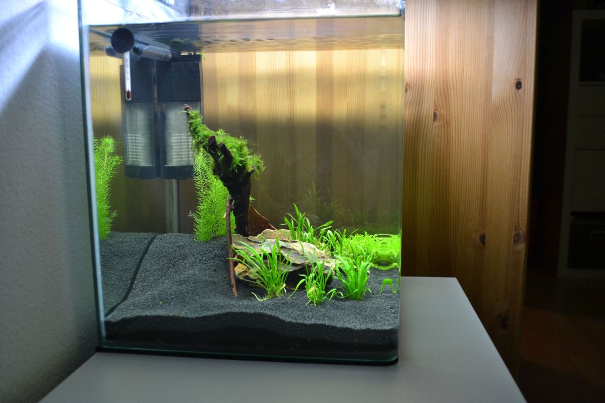 Mein 30l Nano Cube - Aquarienvorstellung - Der Wirbellotse!