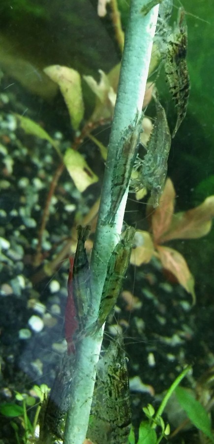 Neocaridina Mix-Garnelen