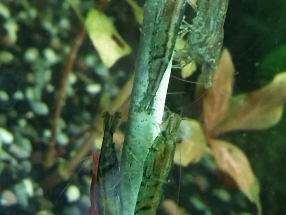 Neocaridina Mix-Garnelen