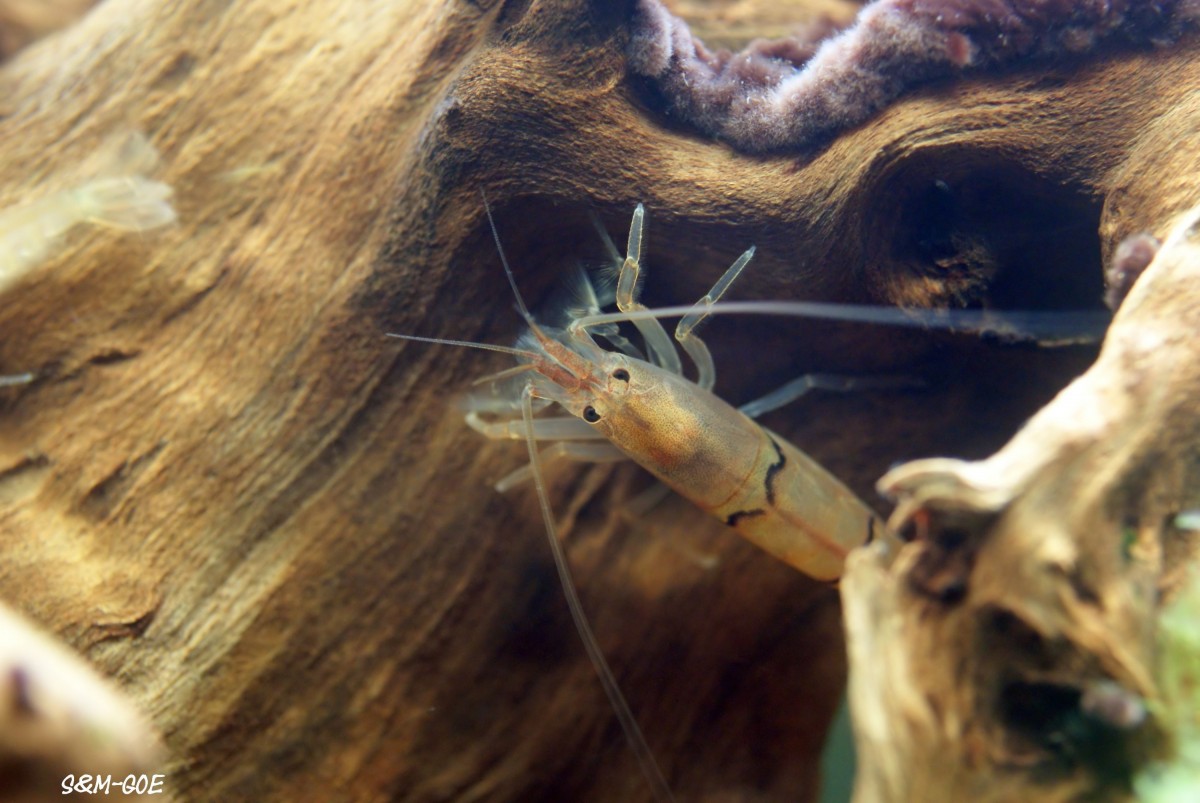 Australatya obscura, Weibchen