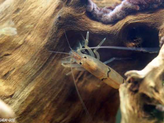 Australatya obscura, Weibchen