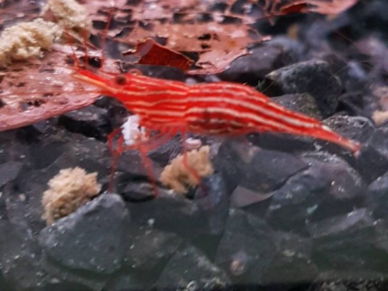 Red-Line-Garnele - Caridina striata