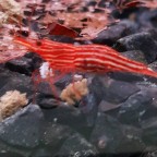 Red-Line-Garnele - Caridina striata