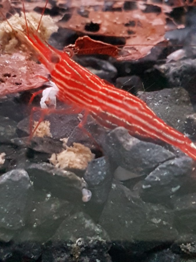 Red-Line-Garnele - Caridina striata