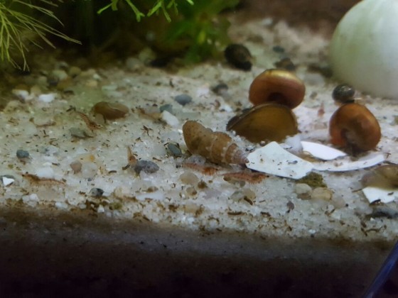 Garnelenbabys Red Fire/Cherry