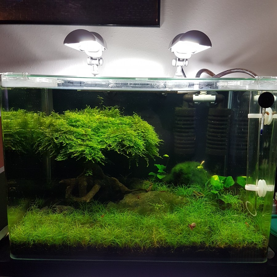 50l Aqua scaping