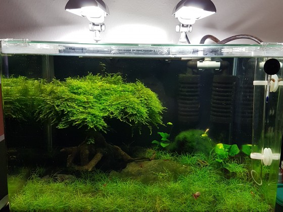 50l Aqua scaping