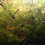 120 Liter Neo- Refugium