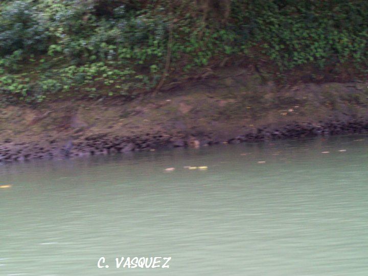 Löcher am Flussufer dienen als Versteck
