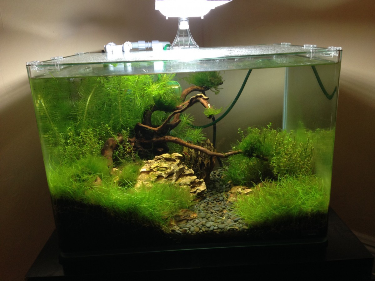 Aquascape