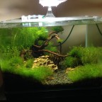 Aquascape