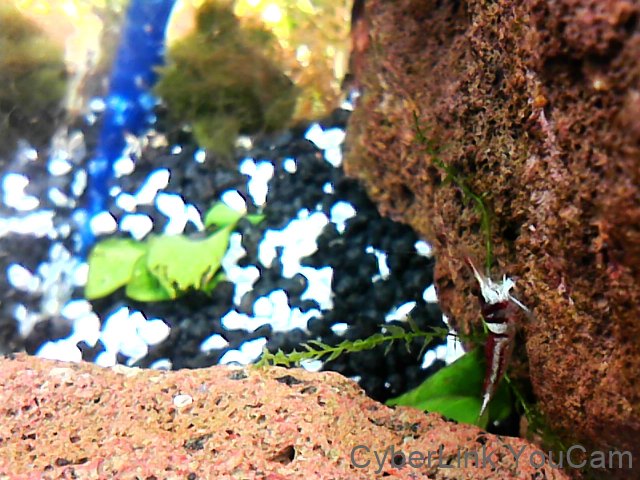 Caridina woltereckae - Harlekingarnele