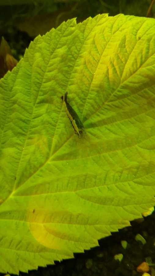 Mix Blue Jelly x Algengarnele