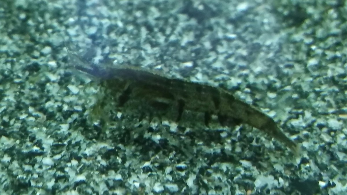 Neocaridina-Mix