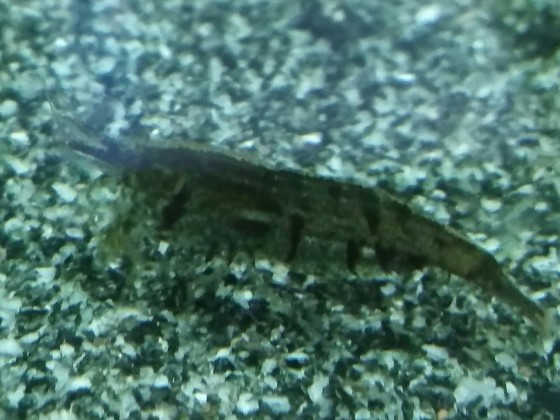 Neocaridina-Mix