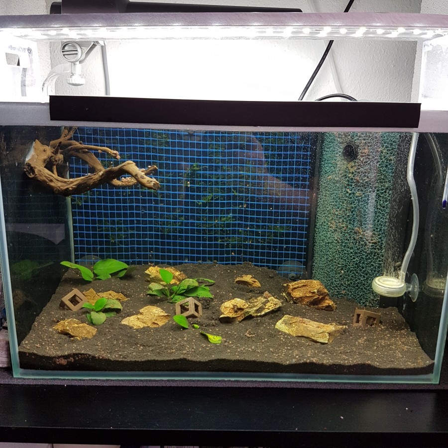 25 Liter Aquascape test becken