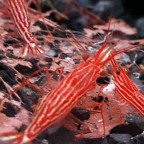 Red-Line-Garnele - Caridina striata