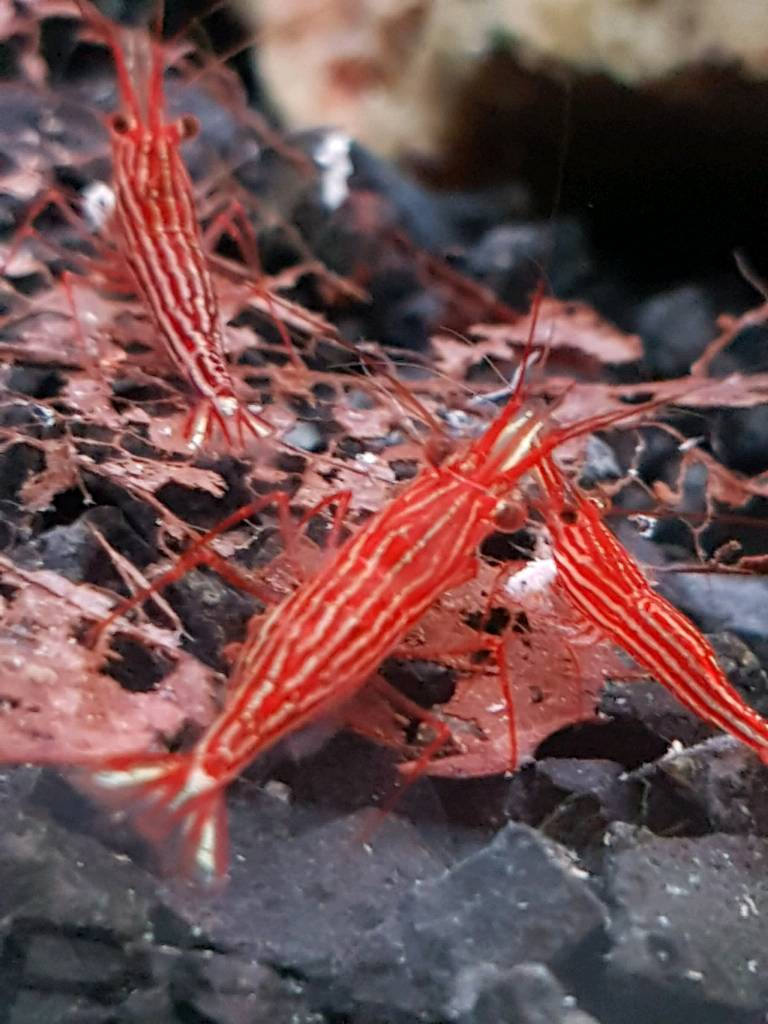 Red-Line-Garnele - Caridina striata