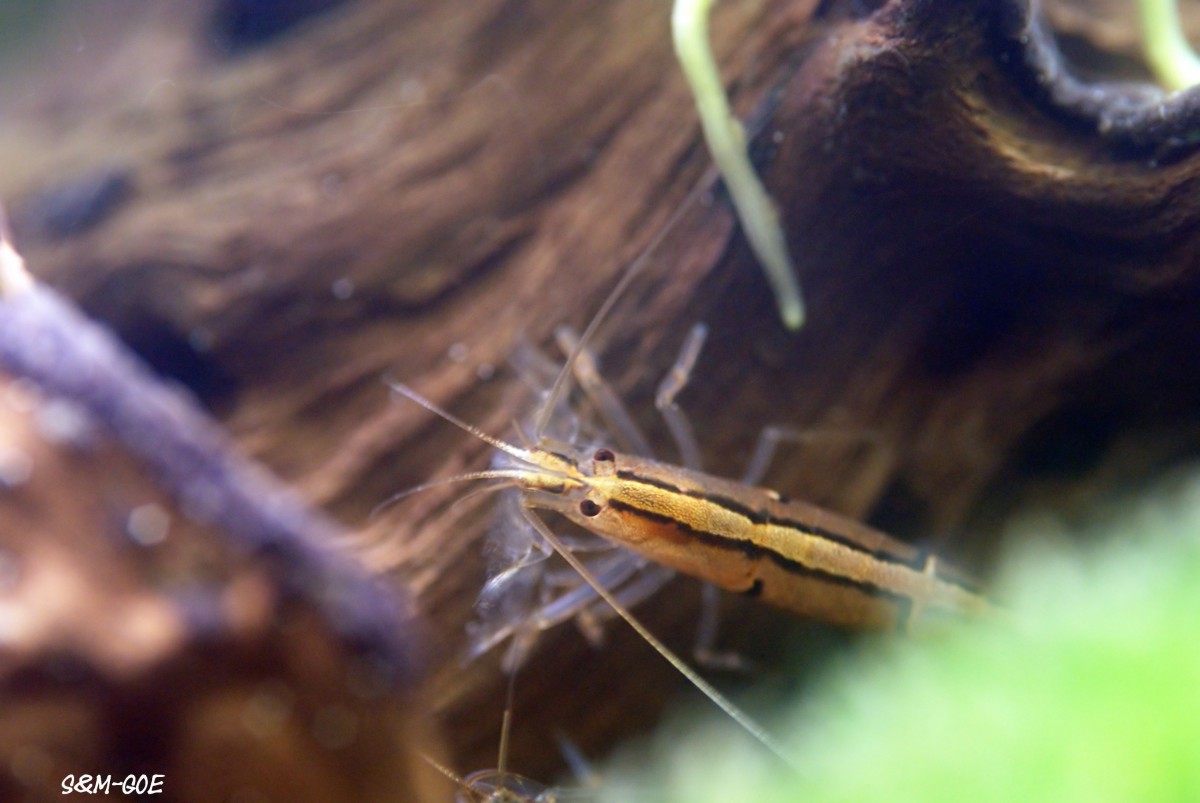 Australatya obscura, Weibchen