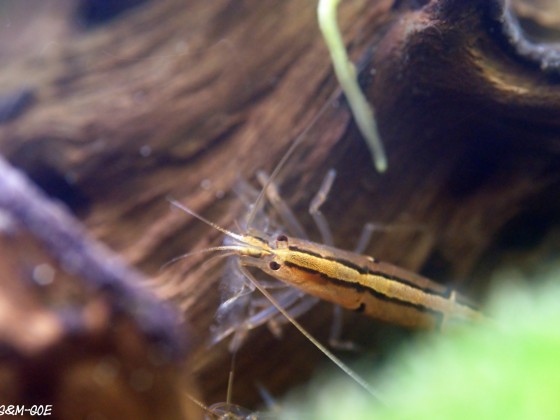 Australatya obscura, Weibchen