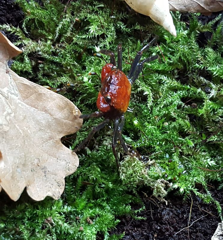 Red Devil Nachzucht