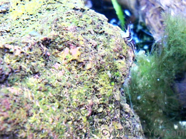 Caridina woltereckae - Harlekingarnele