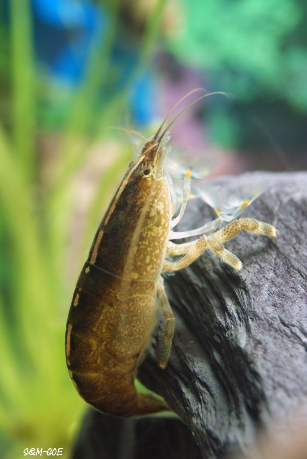 Atya scabra, Weibchen