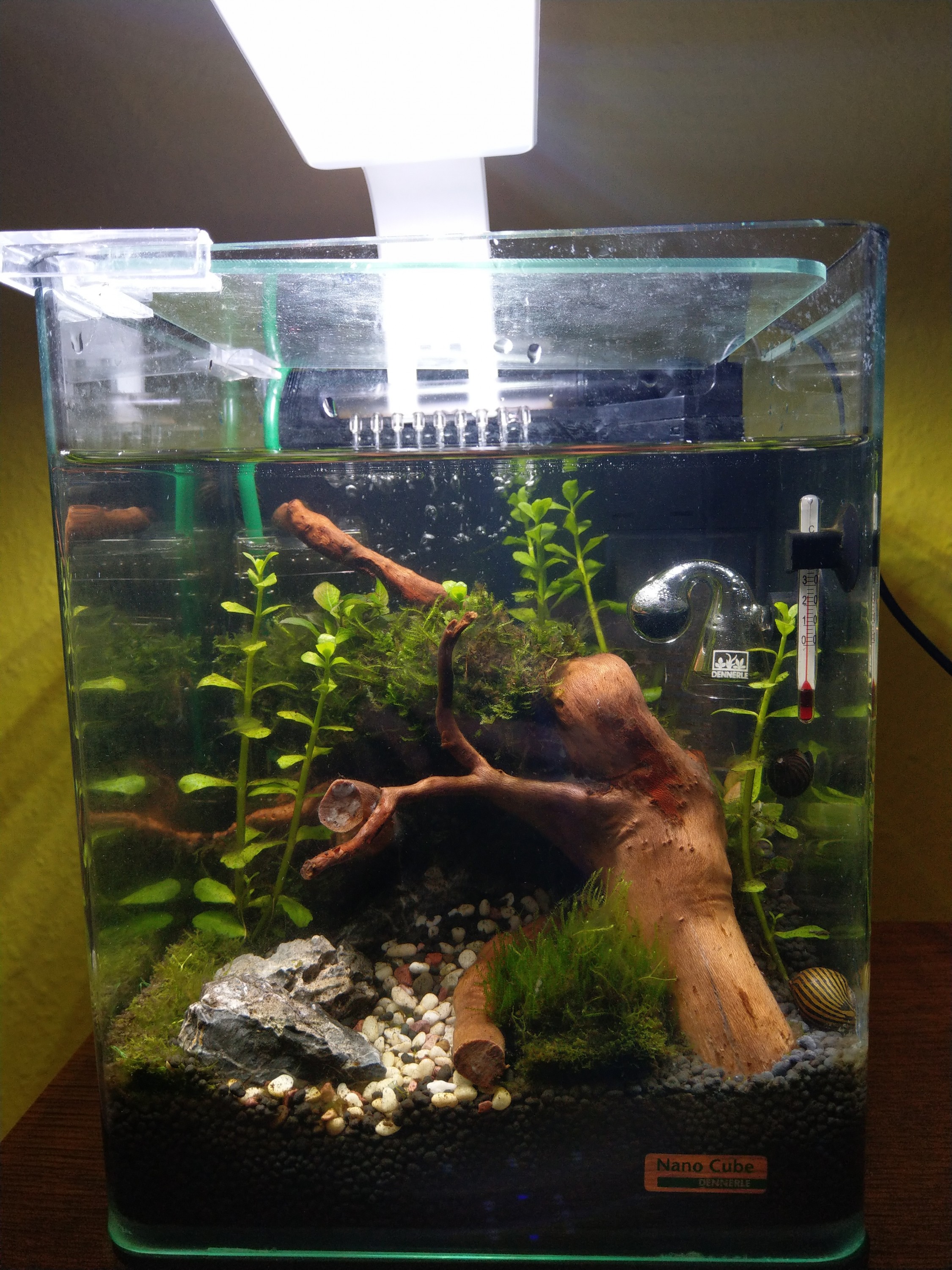 Nano aquarium 10 Litres 