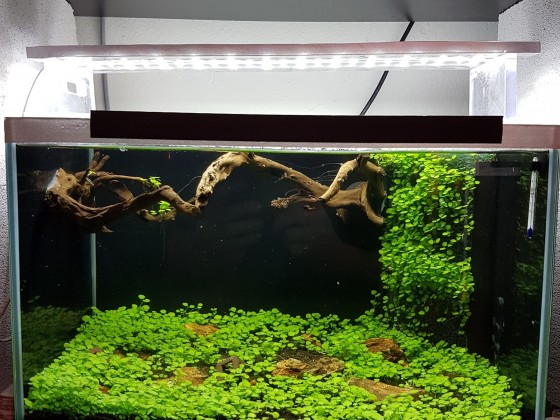 25Liter Aquarium