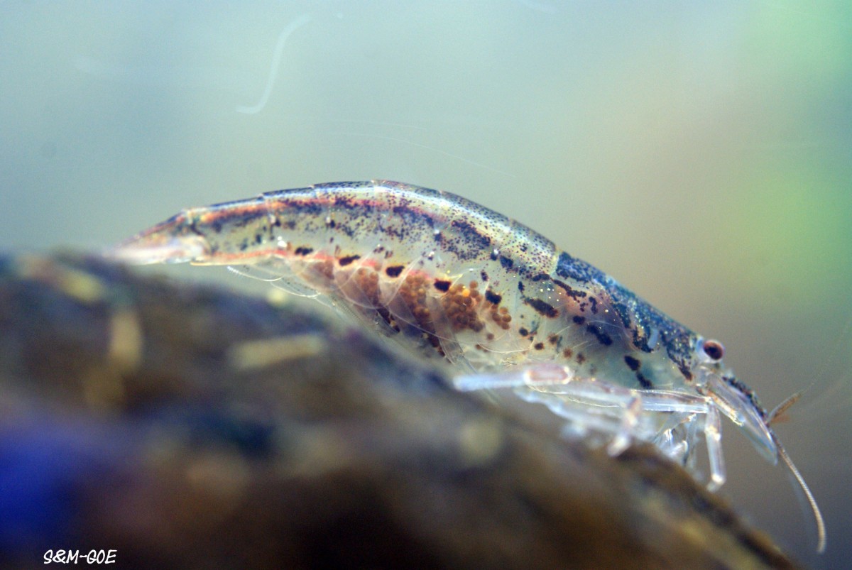 Atyoida pilipes, tragendes Weibchen